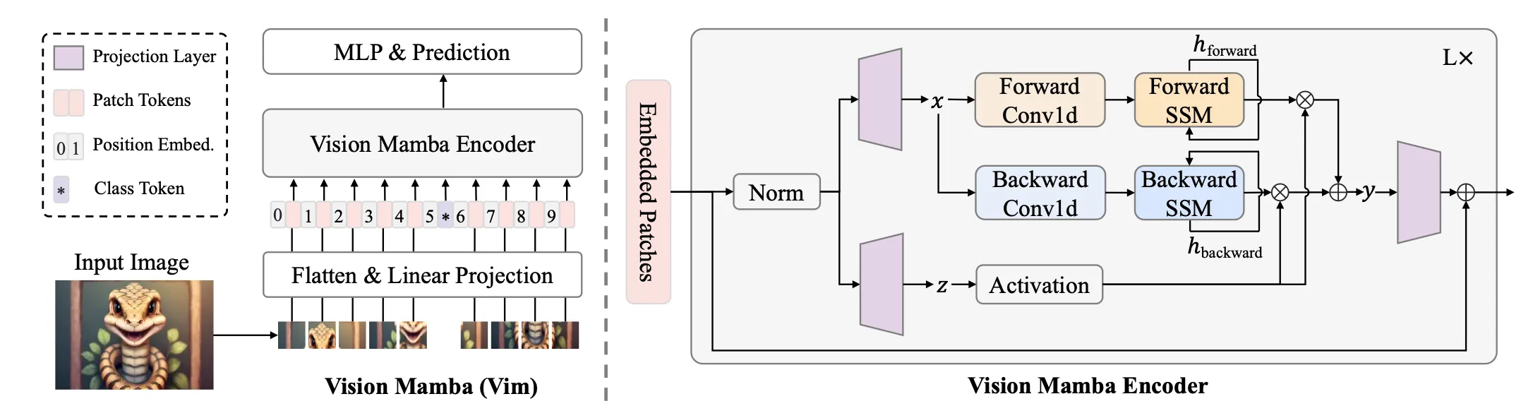 VisionMamba adopts forward and backward raster-scan order.